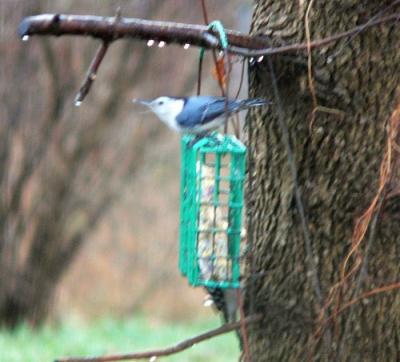 121004Nuthatch.jpg