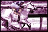 Horse Race