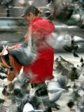 birds 1