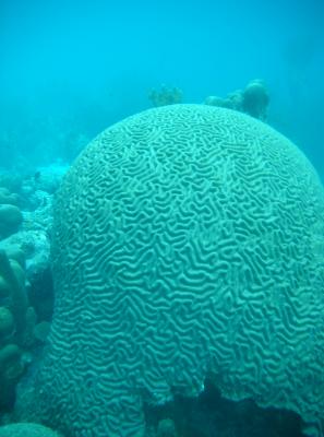 Huge Brain Coral