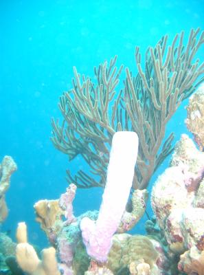
Over-exposed picture of sponges and coral