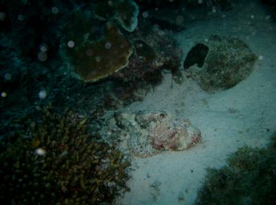 Scorpionfish!! (poisonous)