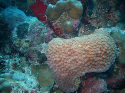 Healthy coral