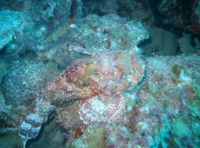 Great looking Scorpionfish