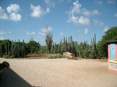 Cactus plants everywhere