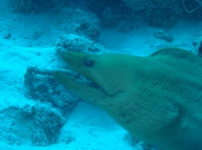 Close up of the Green Moray Eel