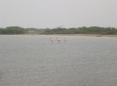 Pink Flamingos in the pouring rain