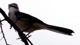 Mockingbird stock photo #1834