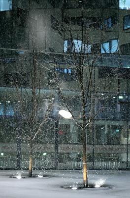 Trees in the R70 office complex