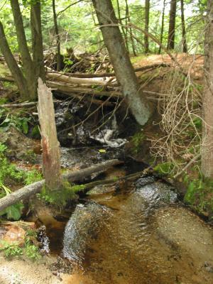 Moore Pond near Mink track