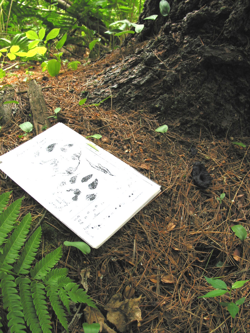 Mink Scat near Mink track