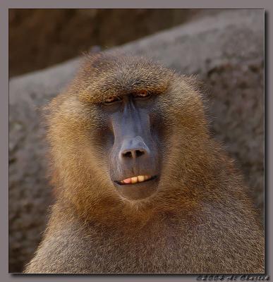 baboon.jpg