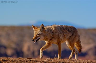 Bosque del Apache (Dec 2004)