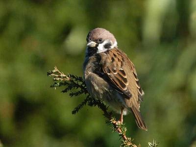 Tree Sparrow - Skovspurv - Passer montanus