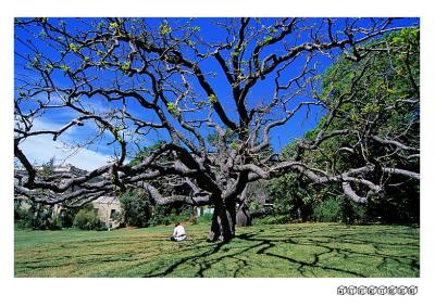 Royal Botanic Garden, Sydney