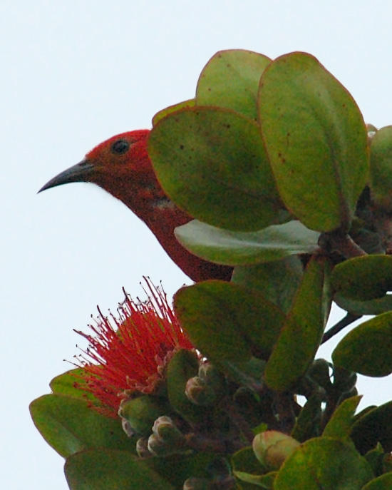 Apapane Above Flower Sharp.jpg