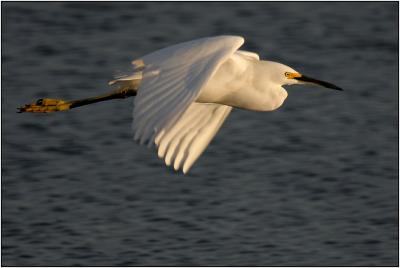 Snowy Egret