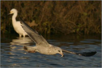 Western Gull