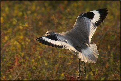 Willet