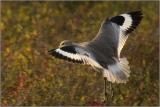 Willet