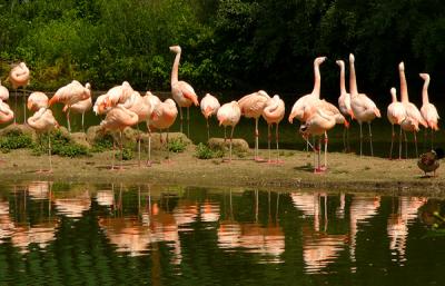 u48/anayv/medium/30416481.eFlamingofamily2P2218.jpg