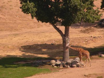 u48/anayv/medium/30962584.eGiraffefieldsFZ10PS.jpg