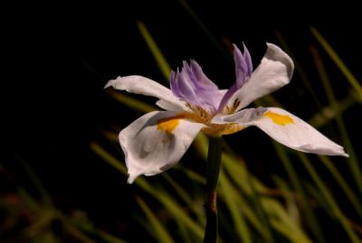u48/anayv/medium/30962587.eLovelyFlowerFZ10PSP3.jpg