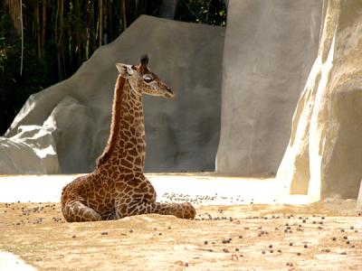 u48/anayv/medium/30962590.eSBabyGiraffePFZ10P29.jpg