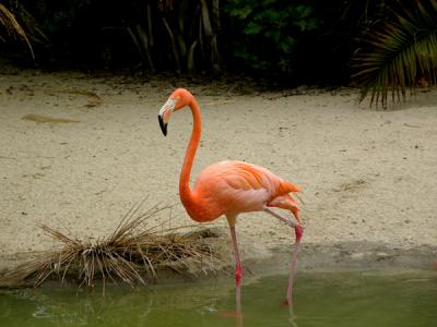 u48/anayv/medium/30962593.eSFlamingoFZ10psoP10.jpg