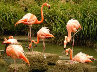u48/anayv/medium/30962594.eSFlamingoParkFZ10ps.jpg