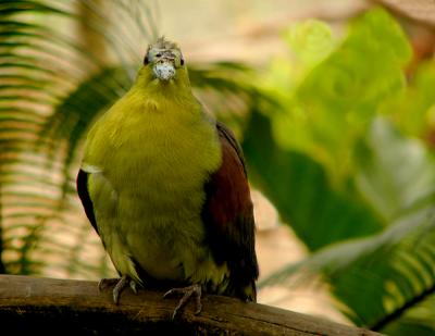 u48/anayv/medium/30962595.eSGreenBirdFZ10psP289.jpg