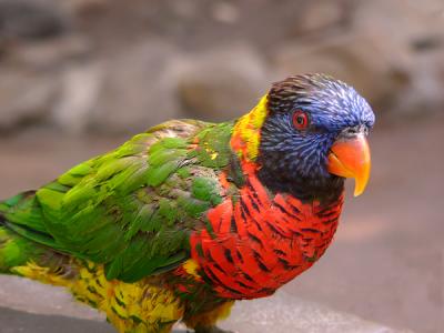 u48/anayv/medium/30962598.eSPrettyBirdFZ10PSP328.jpg