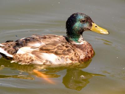 u48/anayv/medium/30962599.eSduckFZ10PSP3272.jpg