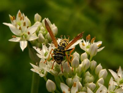 e--Wasp--FZ10-Nikon-6T-Clos.jpg