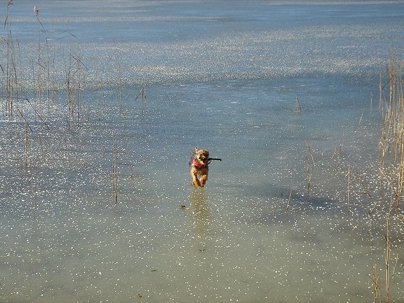 Ronja auf dem Eis (Waginger See)