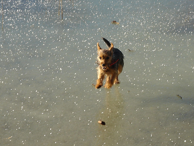 Ronja auf dem Eis (Waginger See)