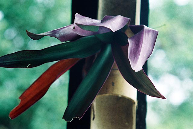 Flor