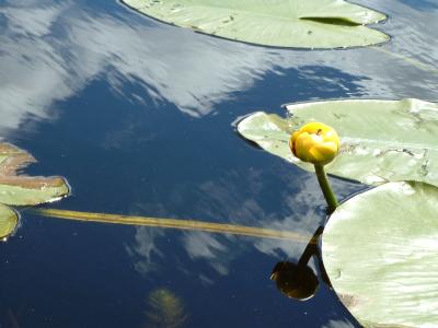 Bullhead Water-Lily