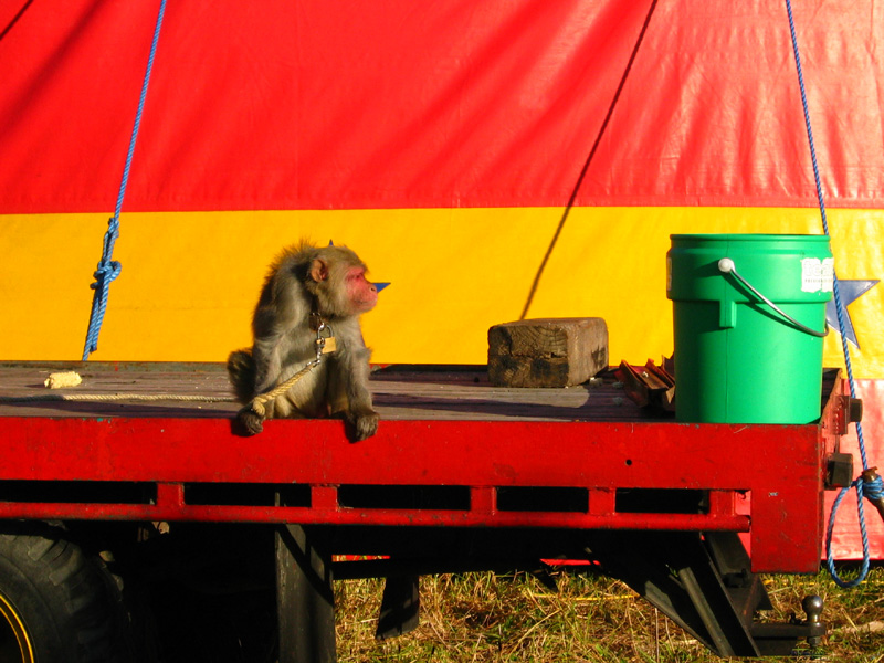 Circus monkey