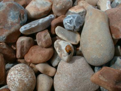Ladybird on pebbles
