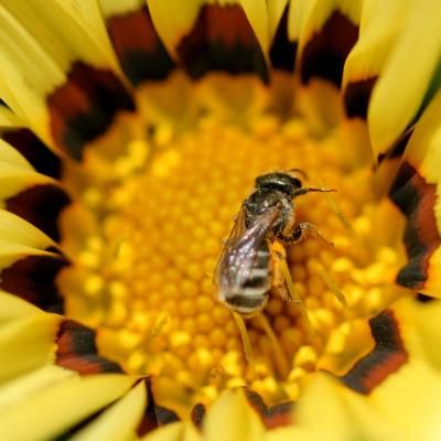 bee
