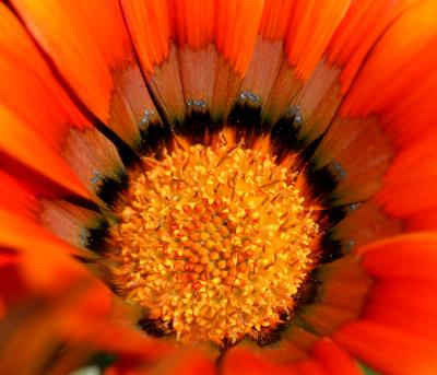orange flower