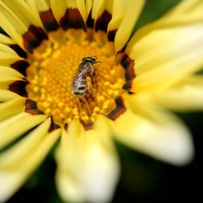 pollen