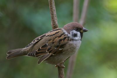 Content tree sparrow