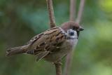 Content tree sparrow