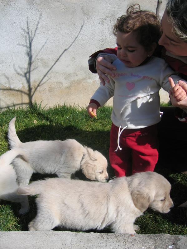 GOLDEN RETRIEVER BARCELONA