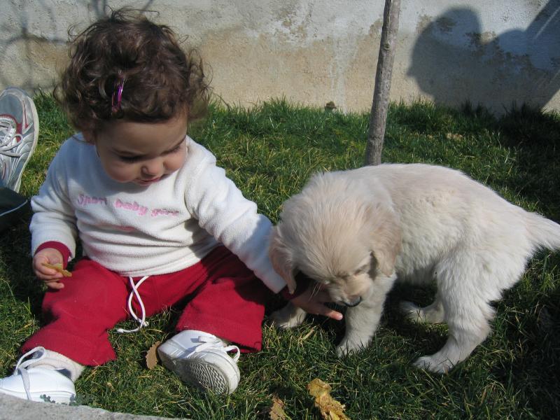 GOLDEN RETRIEVER BARCELONA