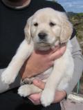 GOLDEN RETRIEVER BARCELONA
