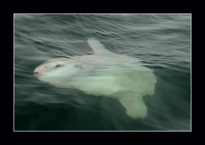 u48/aquaholic2/medium/30581972.DSC_0068E.jpg