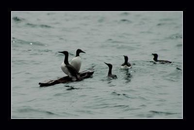 Murres